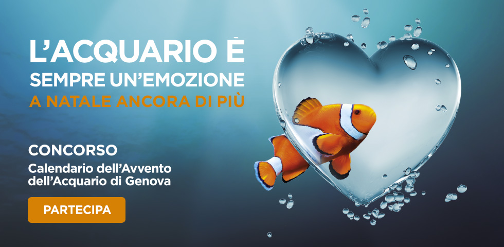 Calendario dell'avvento 2018 Acquario di Genova